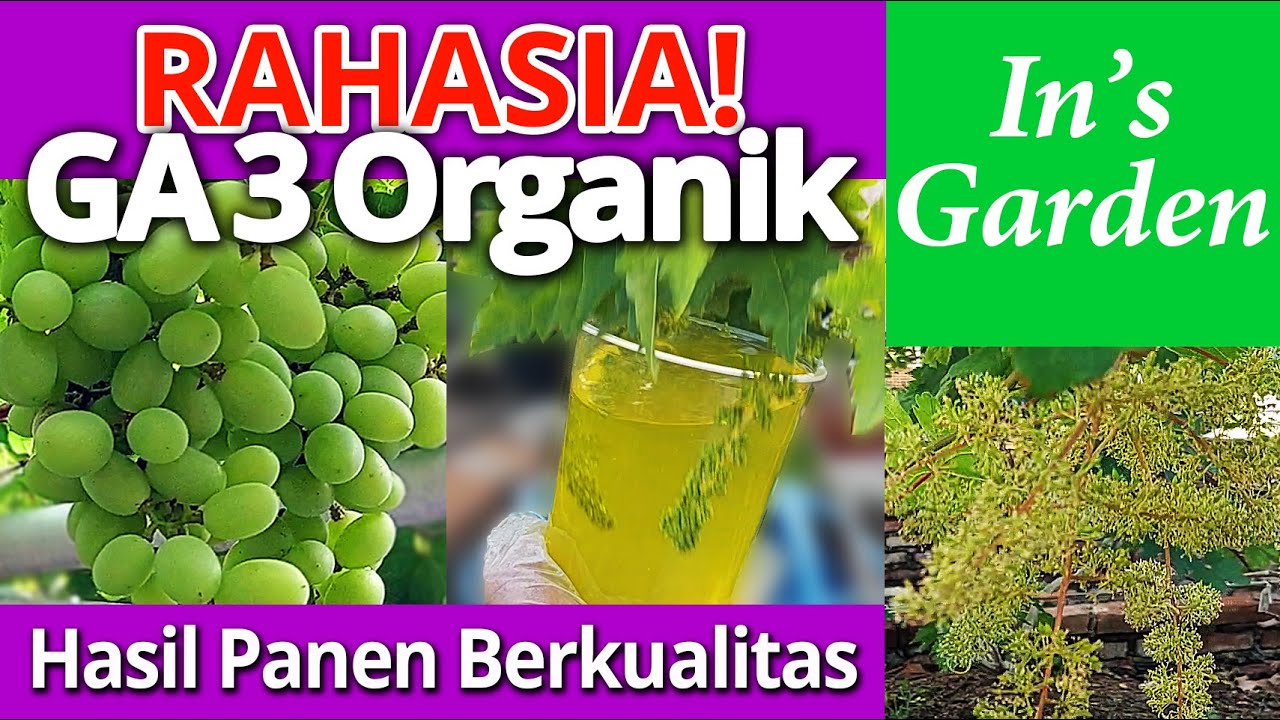 Rahasia GA3 Organik | Hasil Panen Berkualitas! Cara Membuat Dan Memakai GA3 Organik Di Bunga Anggur