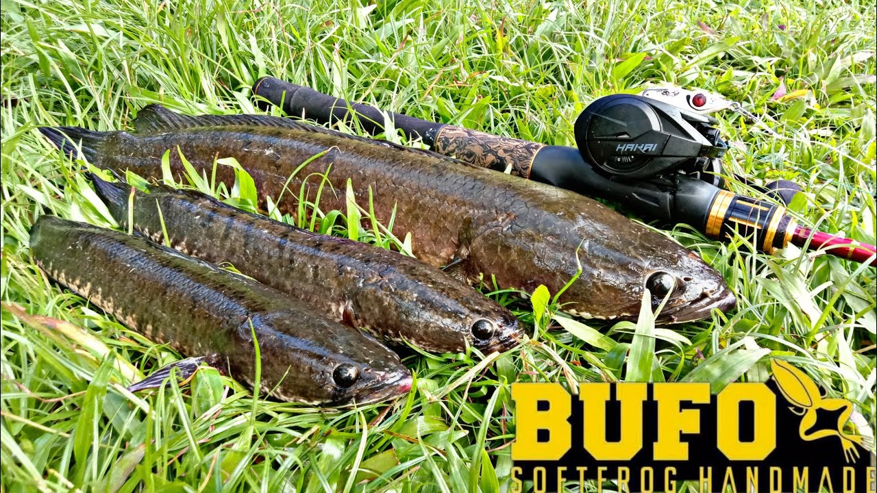 Mantap !!! Sambaran ikan Gabus Bufo Skirt Ngesoott