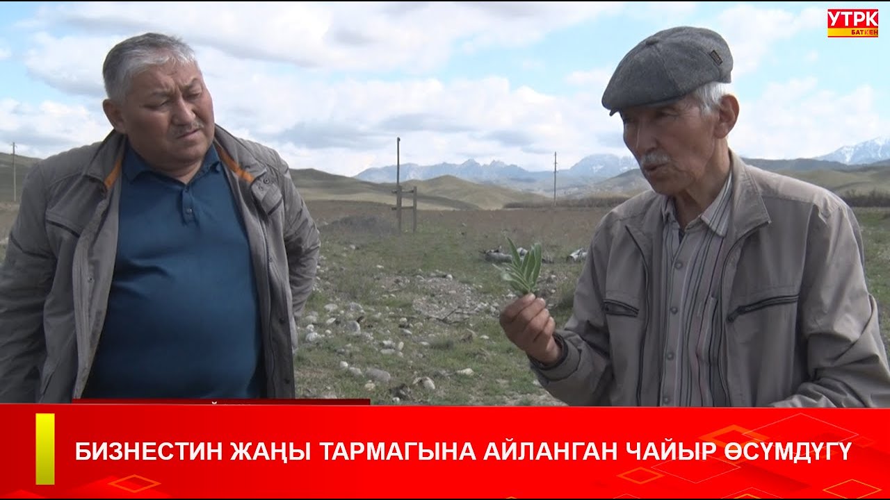 БИЗНЕСТИН ЖАҢЫ ТАРМАГЫНА АЙЛАНГАН ЧАЙЫР ӨСҮМДҮГҮ