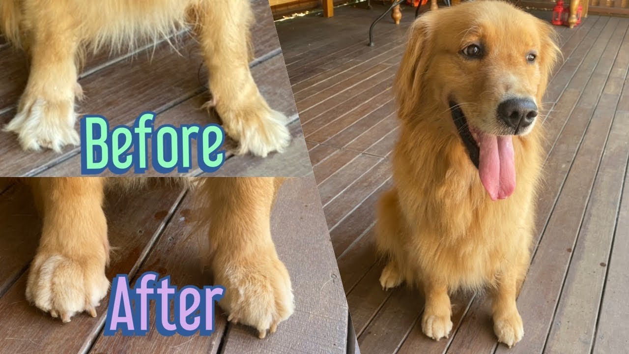 How to trim hair between dog’s toes/paws.