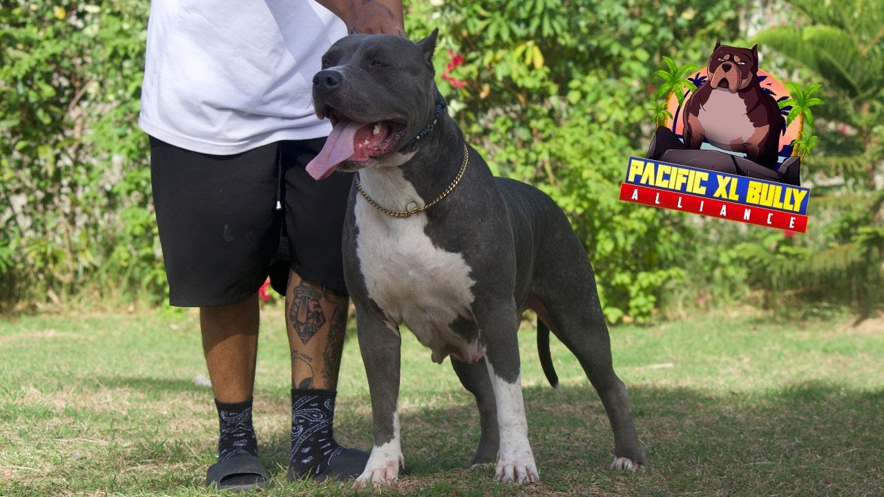 Storm the XL AMERICAN BULLY SHEMALE