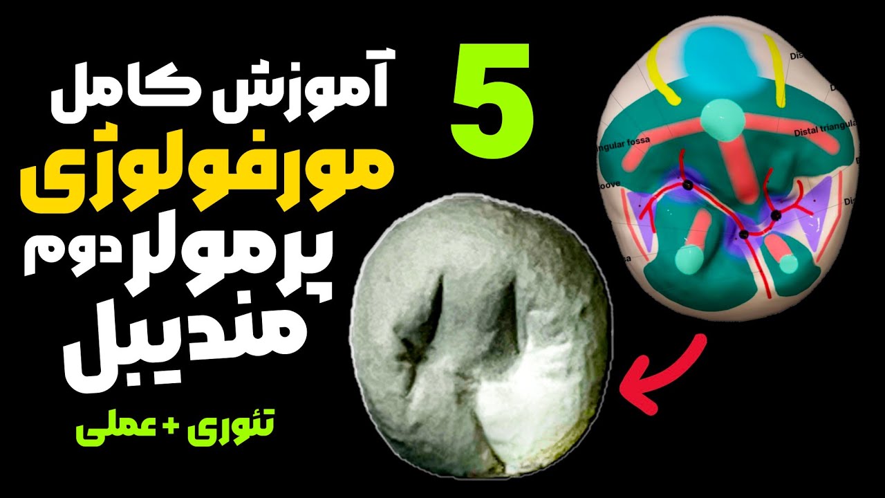 آناتومی دندان پرمولر دوم پایین|مورفولوژی دندان پرمولردوم پایین carving of mandibular second premolar