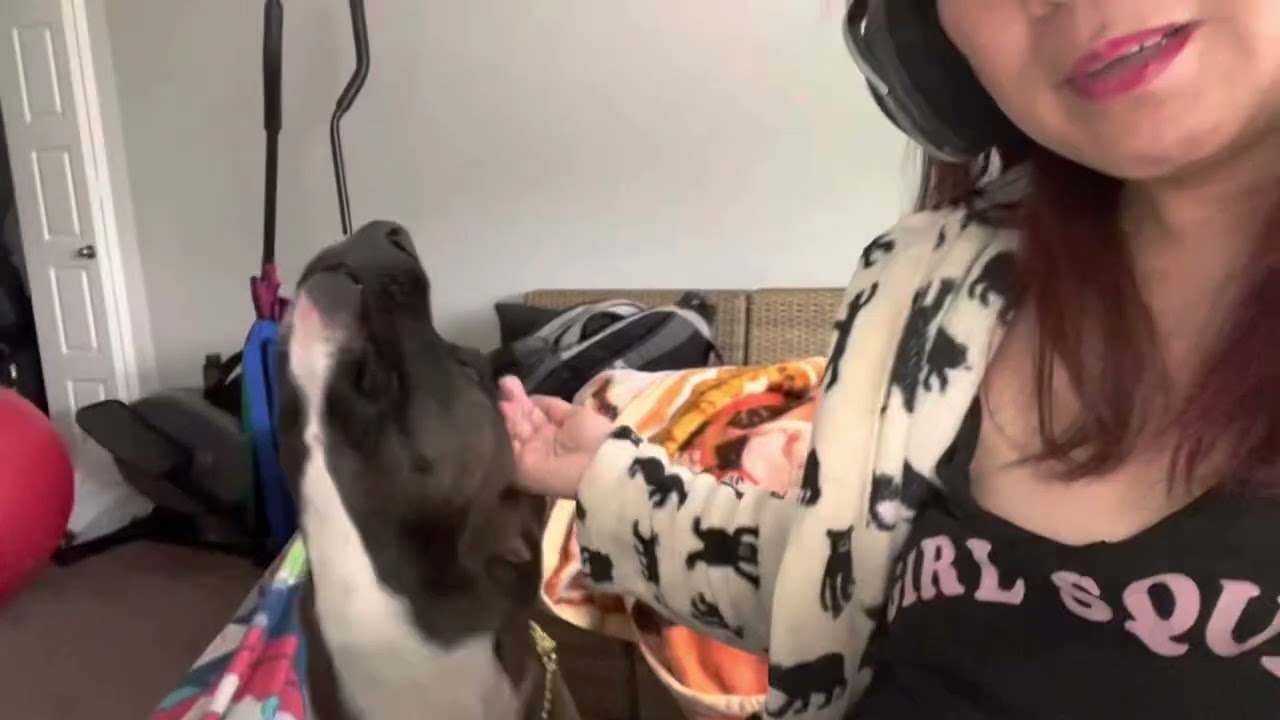 #furlover #pitsky #zekethedog