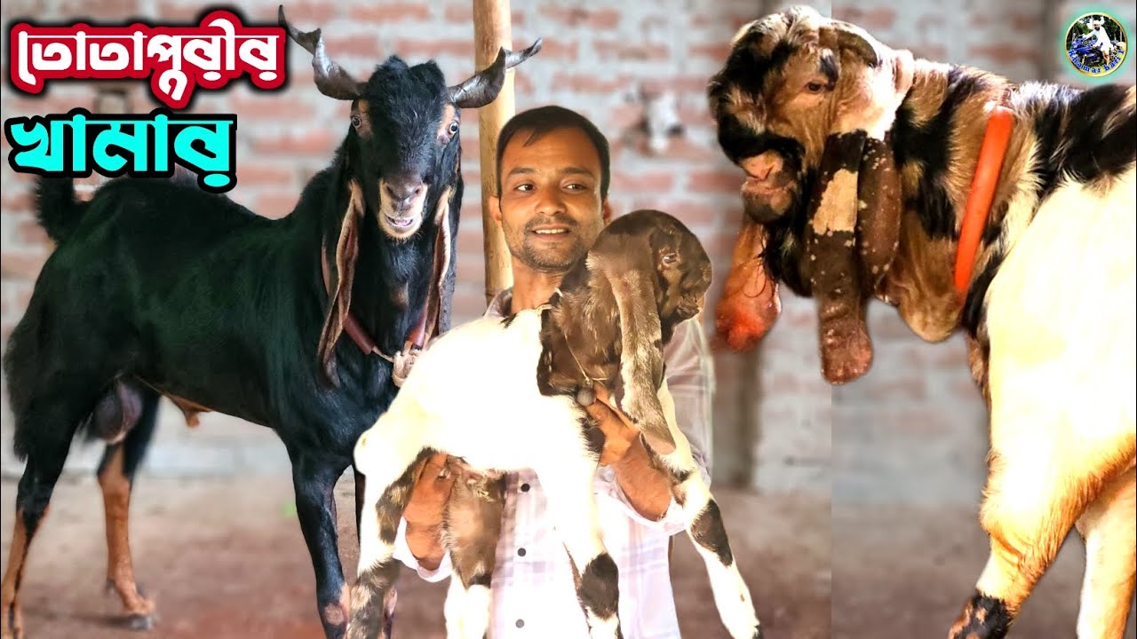 হরিয়ানা পাঠা ও তোতাপুরী ছাগলের খামার সোহেল ভাইয়ের ফার্ম থেকে তোতাপুরী ছাগল কিনুন  💥💥
