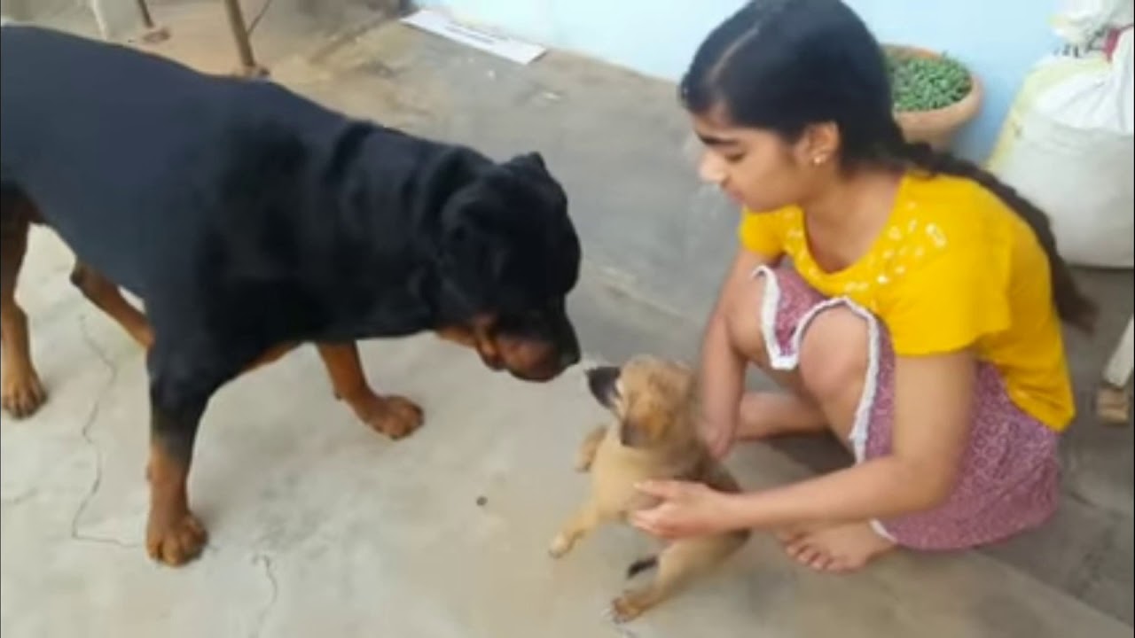 Cute Jerry never harm the puppy ||The rott