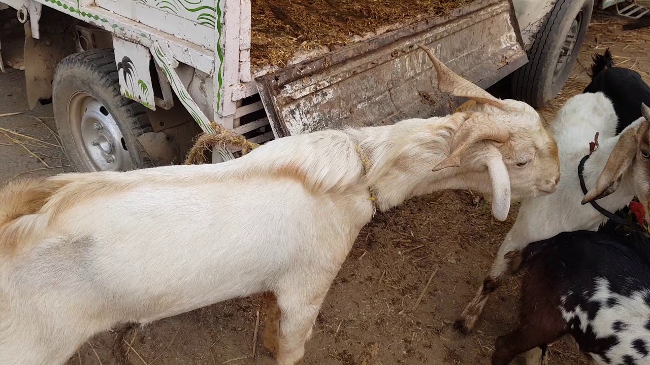 Kalpi Goat Market  on Tuesday Part2  | big males