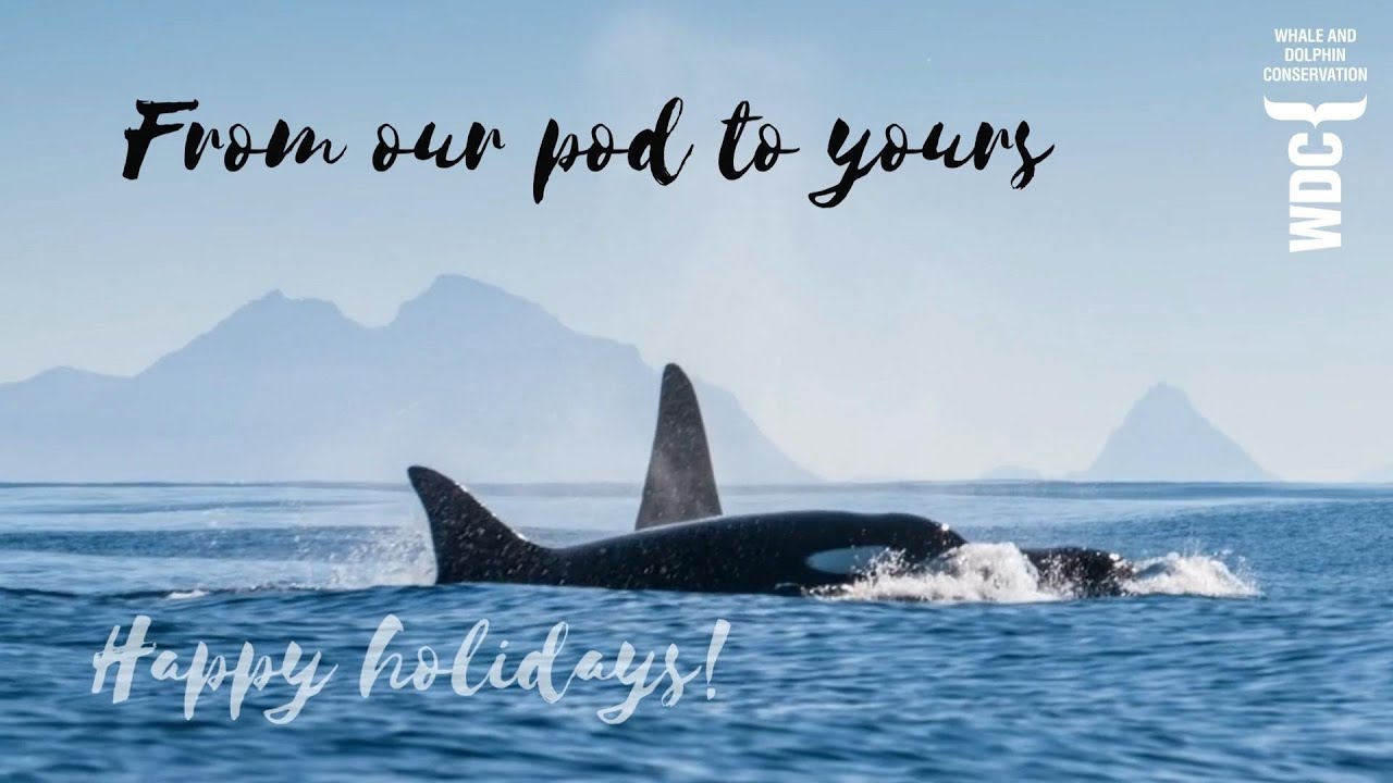 Thanks and festive wishes to all our supporters | Whale and Dolphin Conservation