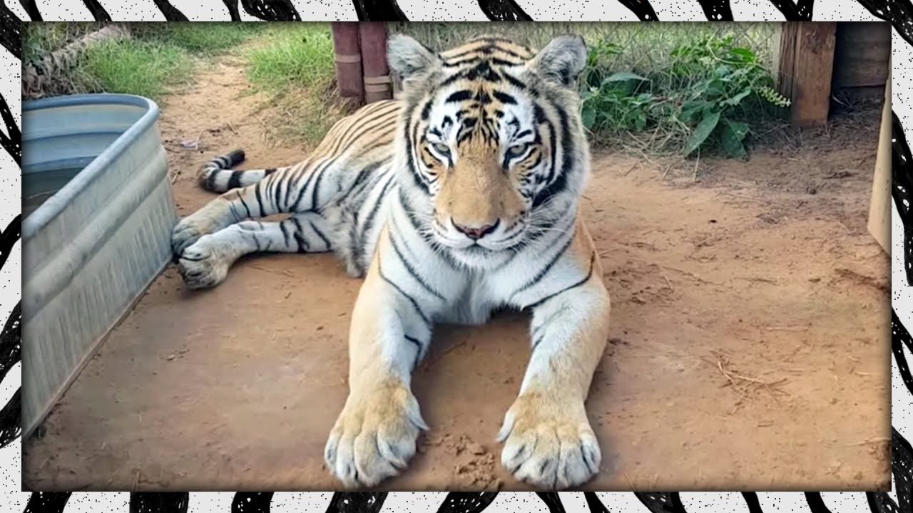 Big cat affection does not equal human-level love