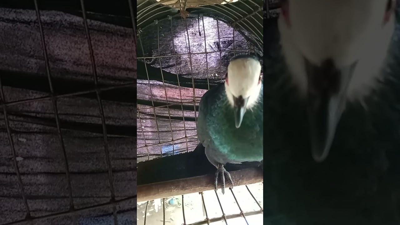 @GusabyManyu  #Merpati hutan sulawesi #merpati #burungkicau #burung #burungkicaudialamliar 