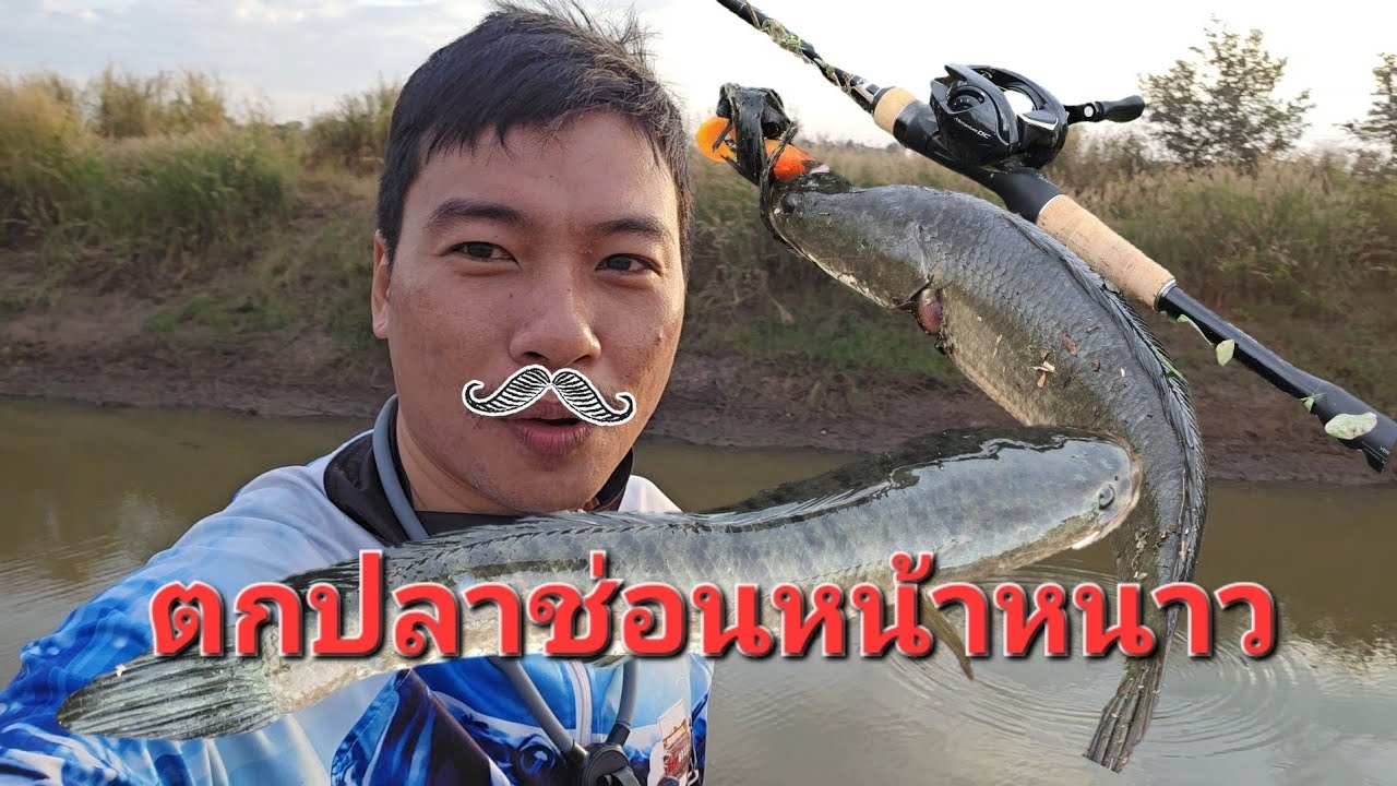 ตกปลาช่อนหน้าหนาวก็มีตัวกัด#fishing #ตกปลาช่อน 