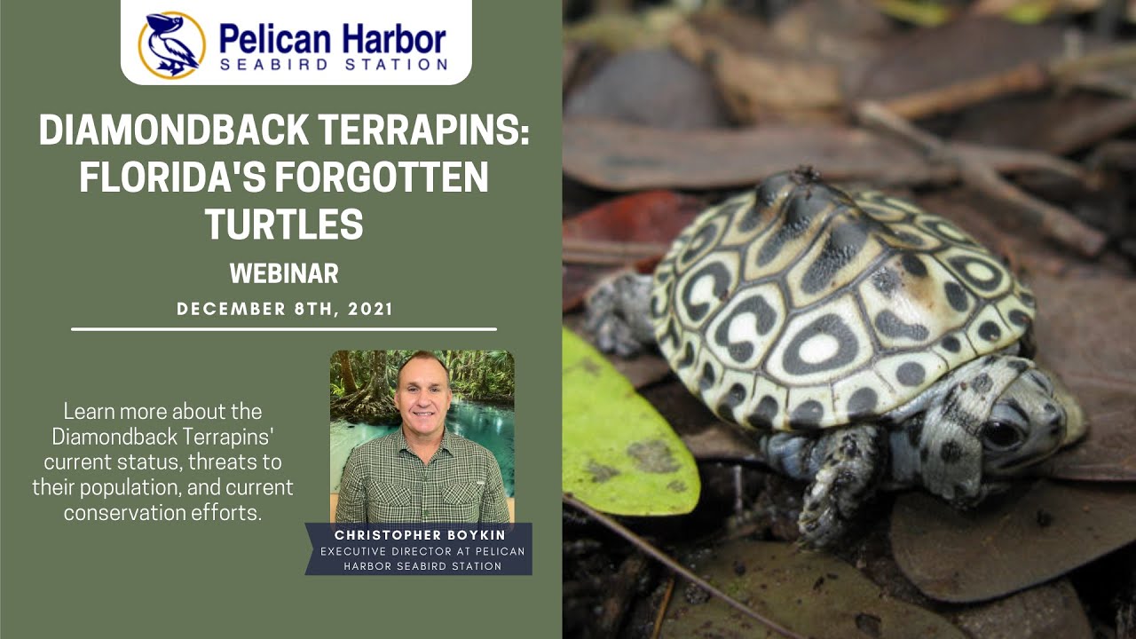 Diamondback terrapins: Florida's forgotten turtles Webinar 12.08.21
