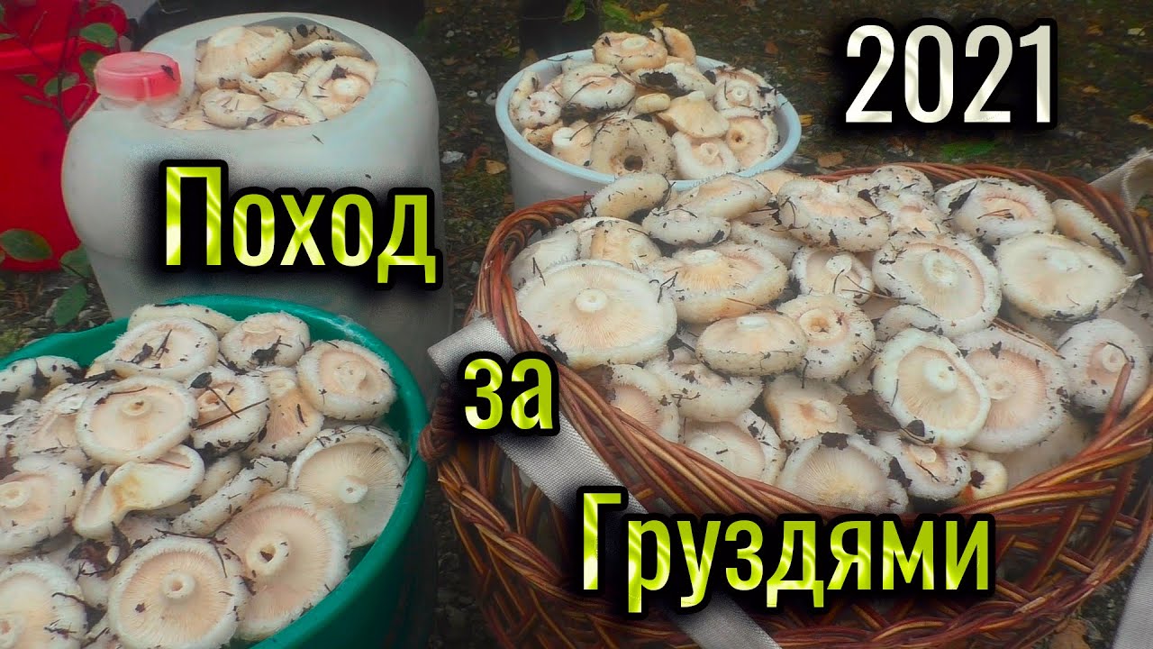 Поход за грибами. Много Белых Груздей. Вкуснейший Гриб для засолки. Мы их собираем, а они всё лезут.