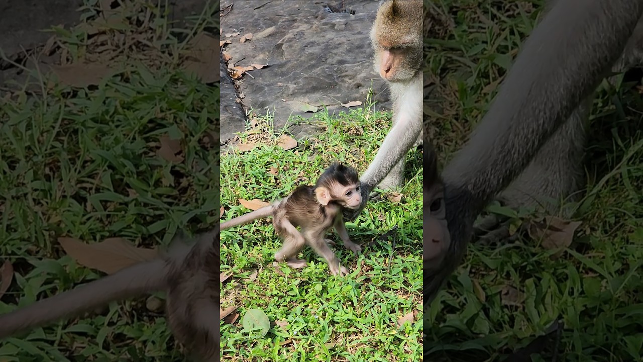 Such beautiful lovely cutie new born baby monkey 🐒 Gracie #shortvideo #shortsfeed #shorts #monkey