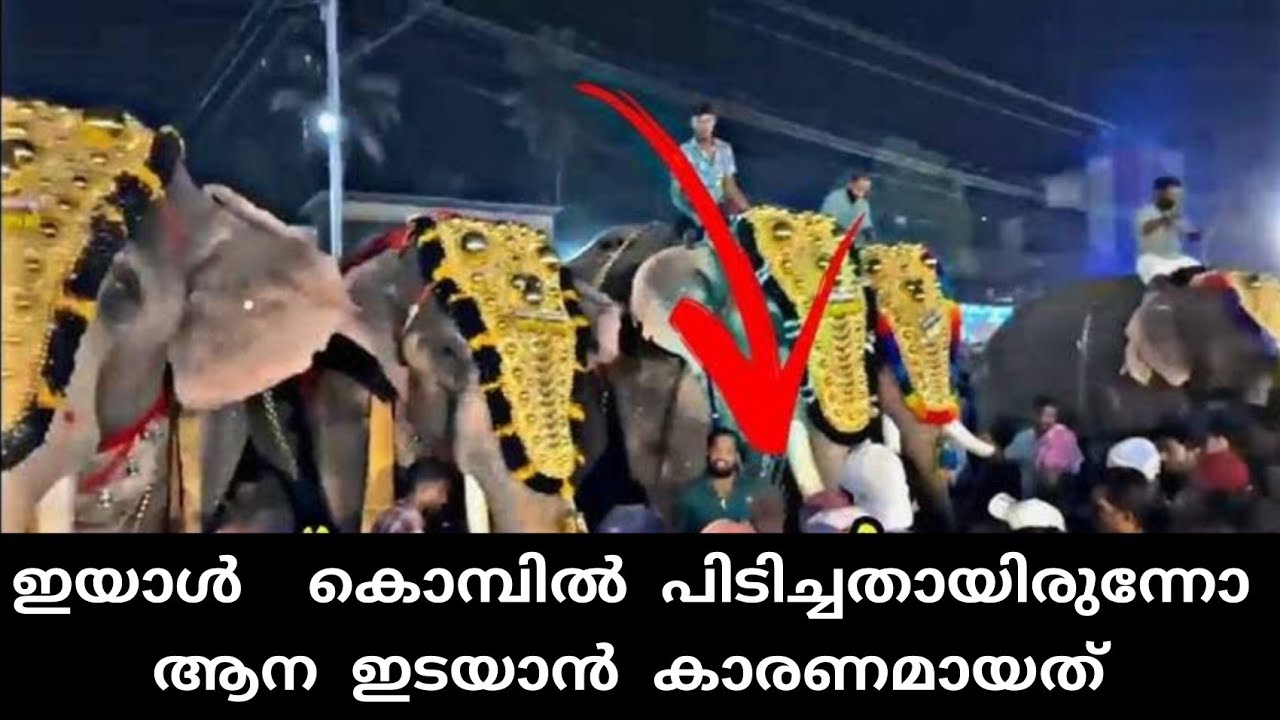 ഇയാൾ ആയിരുന്നു ആനയാൻ കാരണം ? പാപ്പാൻ പറയുന്നത് കേട്ടോ | tirur elephant attack
