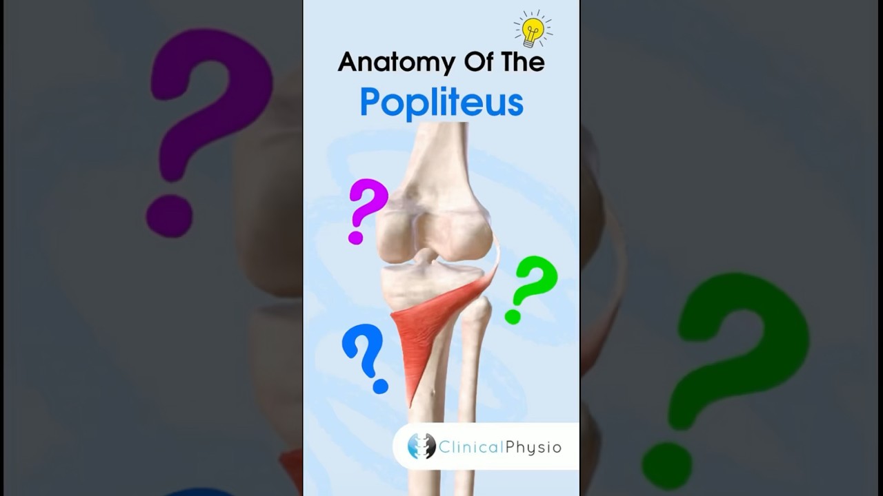 Popliteus Anatomy #physiotherapy #physicaltherapy #anatomy #popliteus