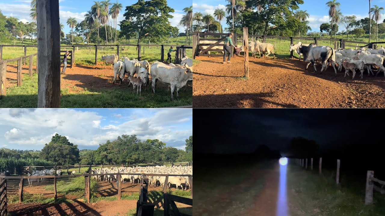 O moído hoje foi na fazenda Jandaira🐮