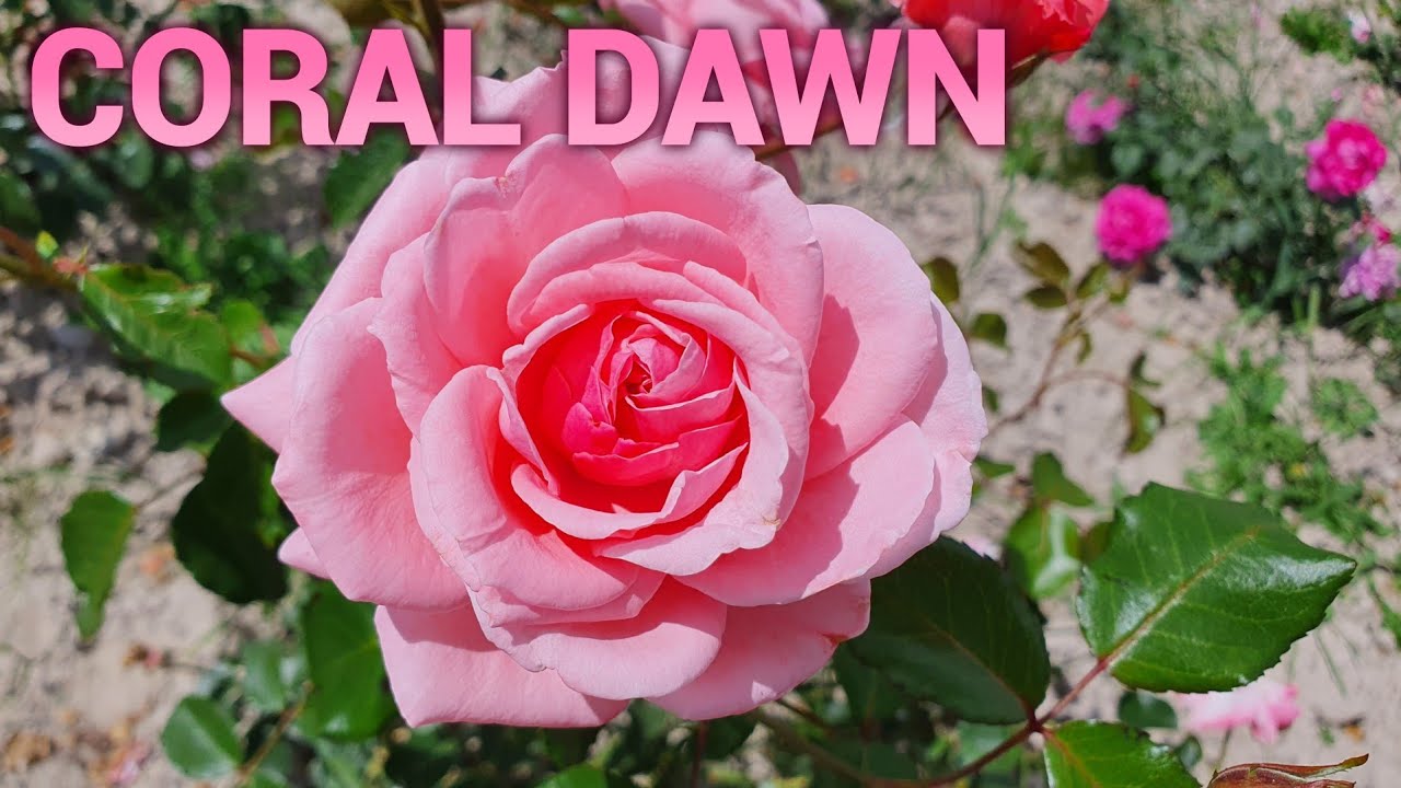 Róża pnąca Coral Dawn || Rozaria.pl