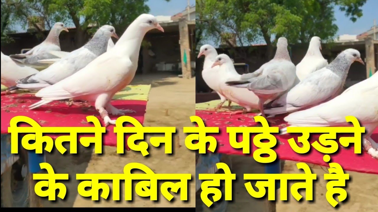 कितने दिन के पठ्ठे उड़ने के काबिल हो जाते है || kitne din ke paththe udne ke kabil ho jate he