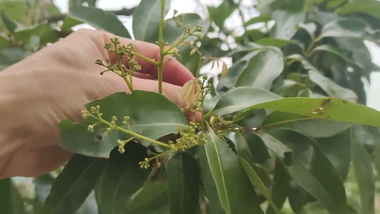 Thời điểm này vườn nào ra hoa,vườn nào mất mùa đã rõ ràng 