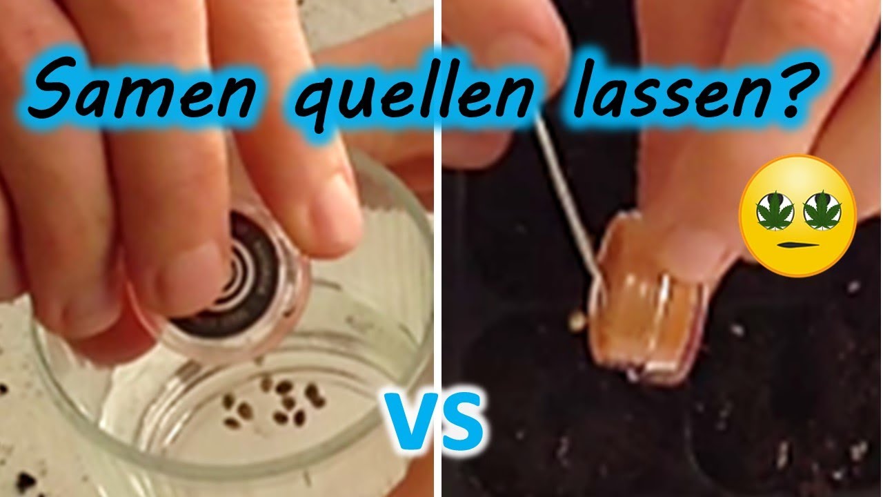 🥦 Samen in Wasser einweichen und keimen lassen oder direkt in Erde?