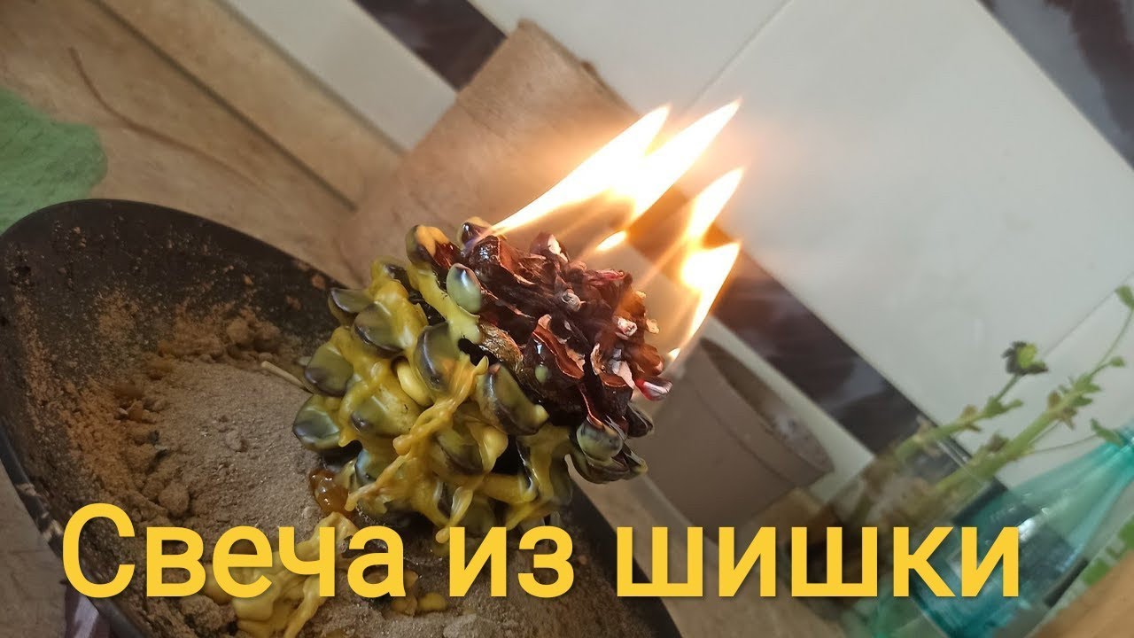 Давайте жечь сегодня шишки😜🌲