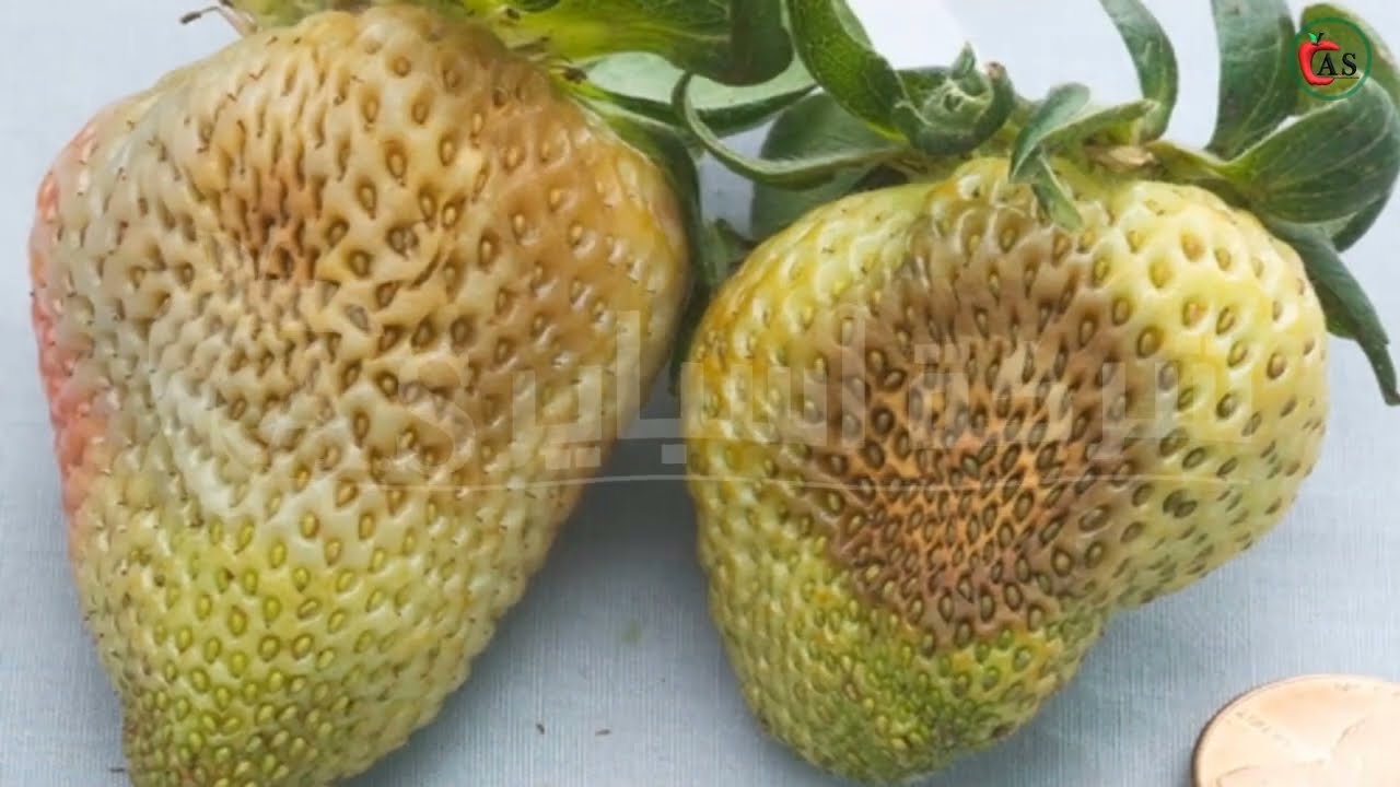 كل ما يخص زراعة محصول الفراولة واهم الأفات الفطرية وطرق الوقاية والعلاج