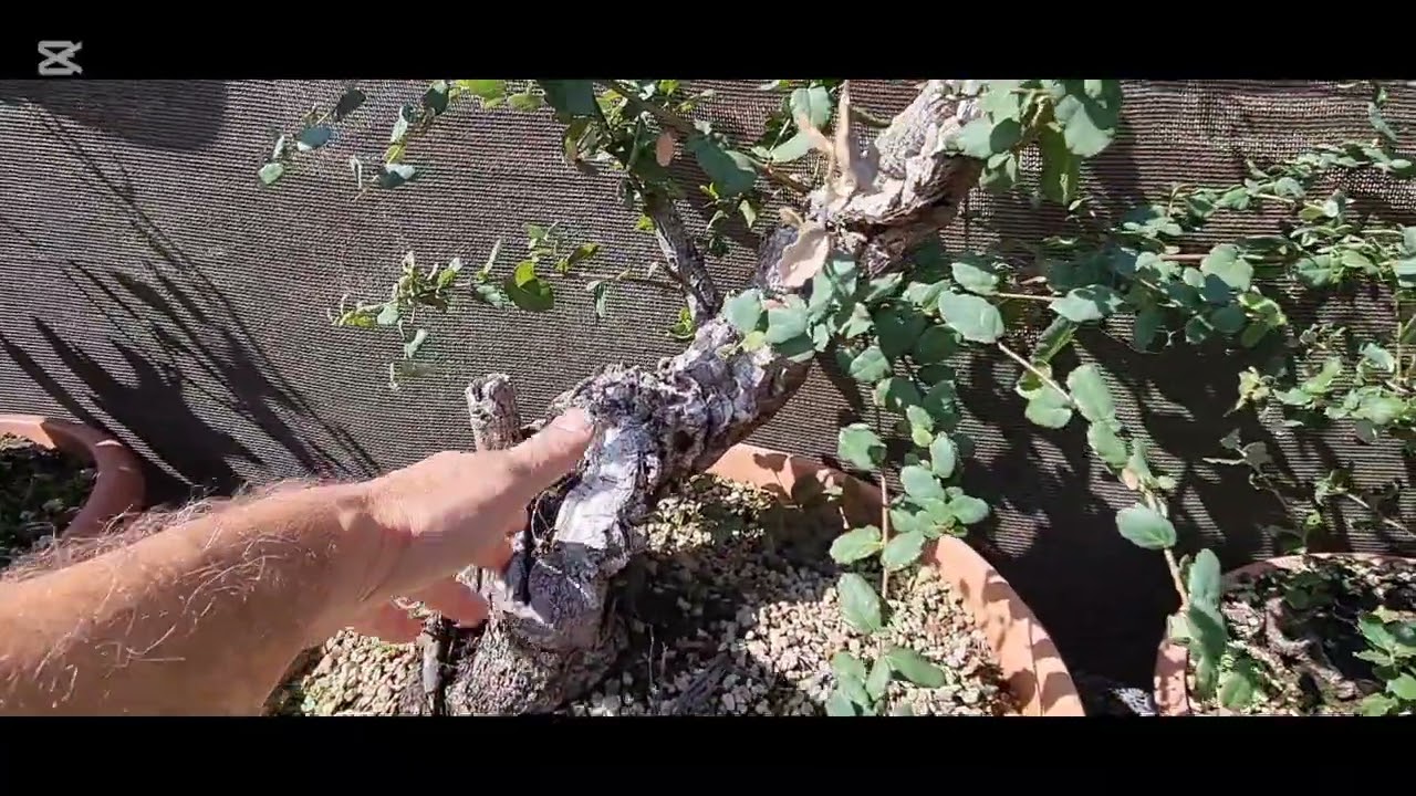 llenando el vivero para el congreso gallego 2025