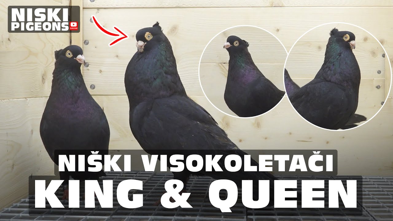 Niski Visokoletaci - Royal Black Pair: The King and His Queen