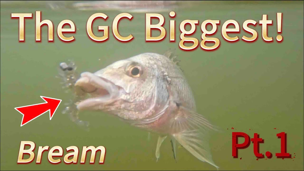 CHASING THE BIGGEST BREAM ON GOLDY (Pt.1)