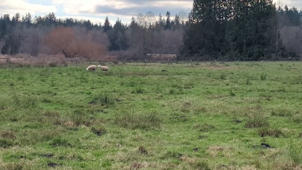 1/14/2026 Tigger working on steady whistle and cross drive 