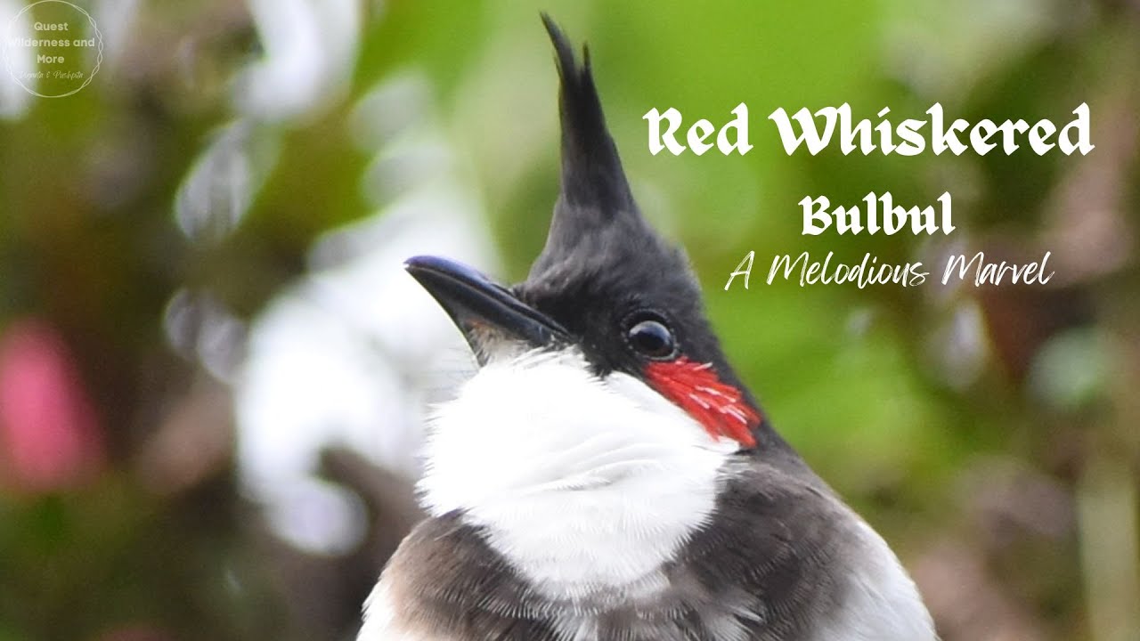 Red Whiskered Bulbul