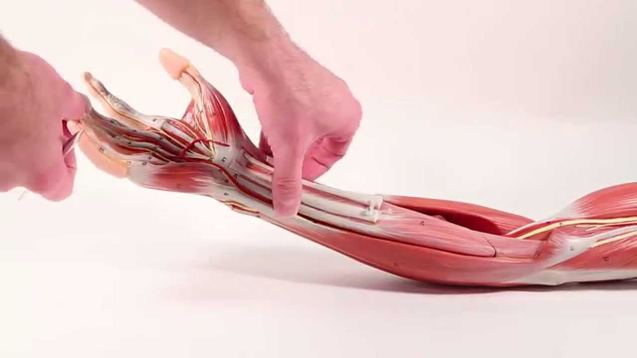 Muscles That Move the Wrist  Hand   Fingers