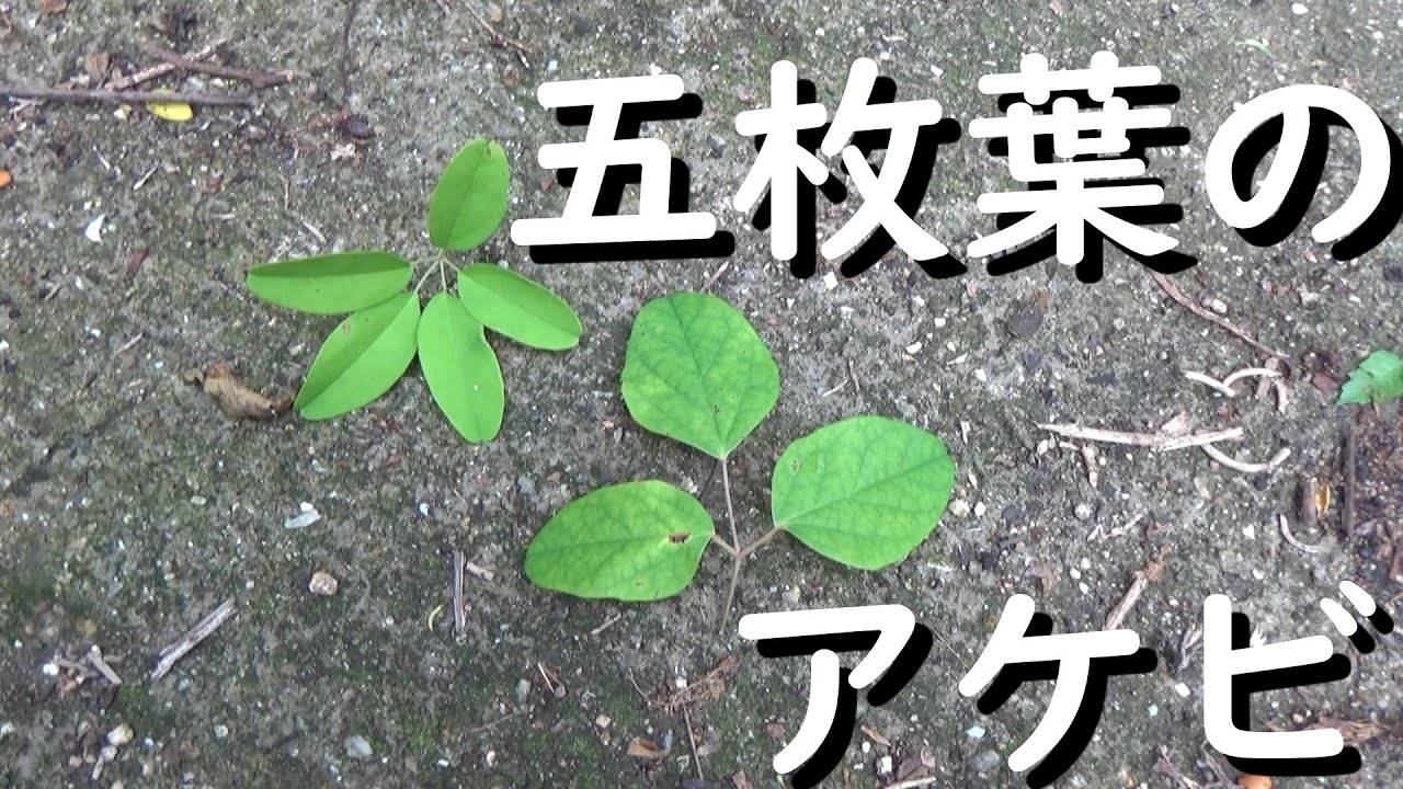 2021 5 9 五枚葉のアケビ？