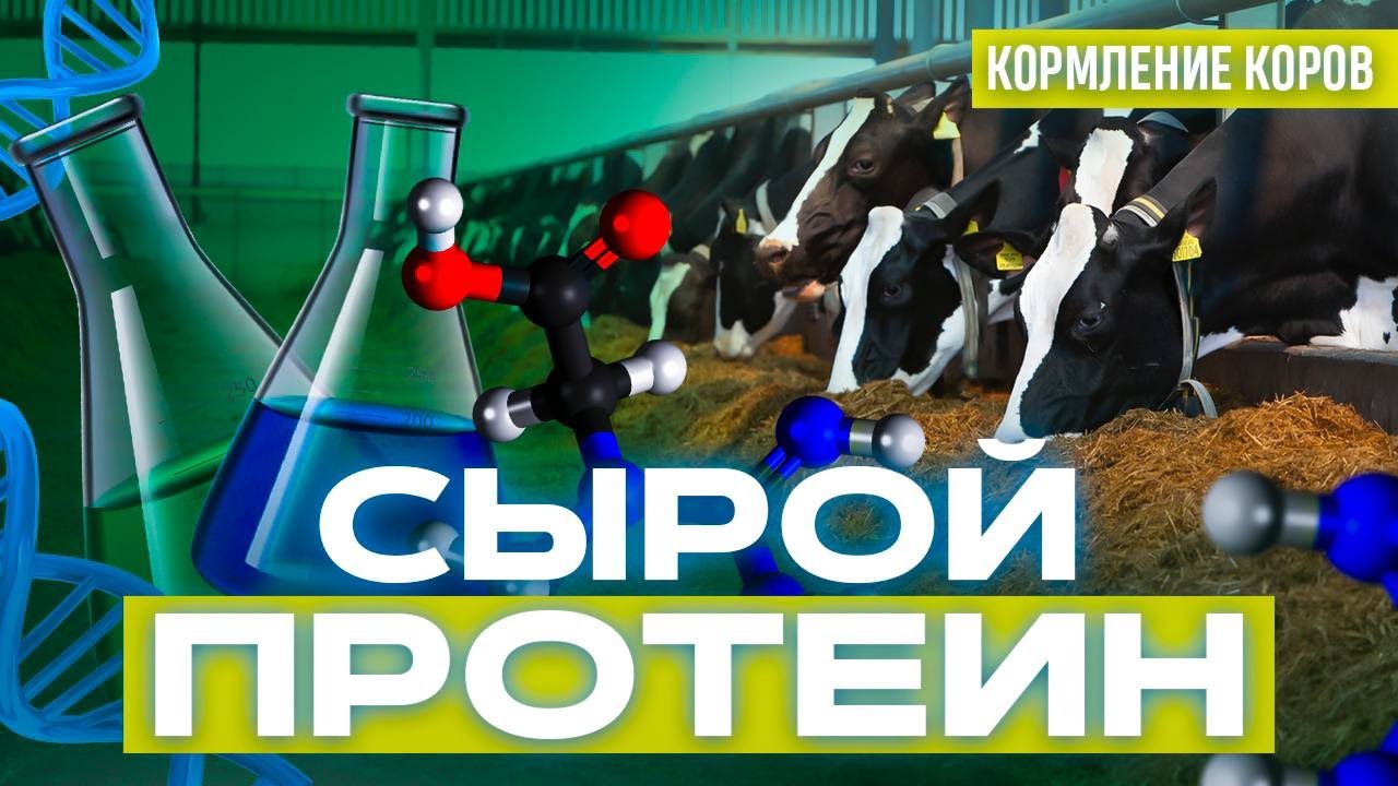 Сырой протеин.