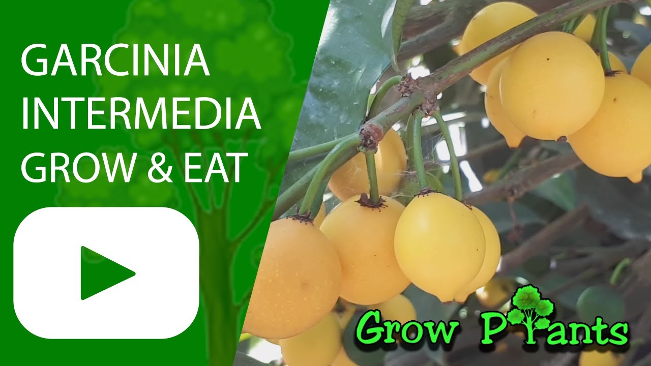 Garcinia intermedia - grow, care & eat (Lemon drop mangosteen)