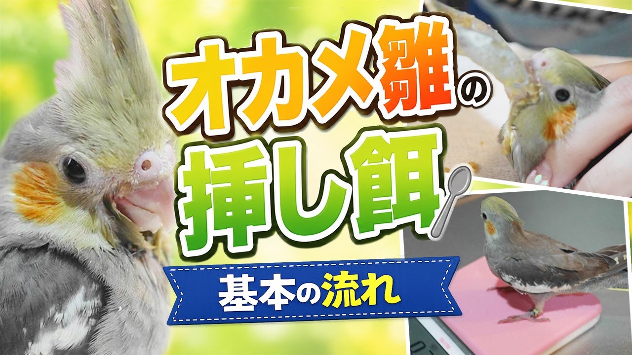 オカメインコの雛を育てる 挿し餌の手順