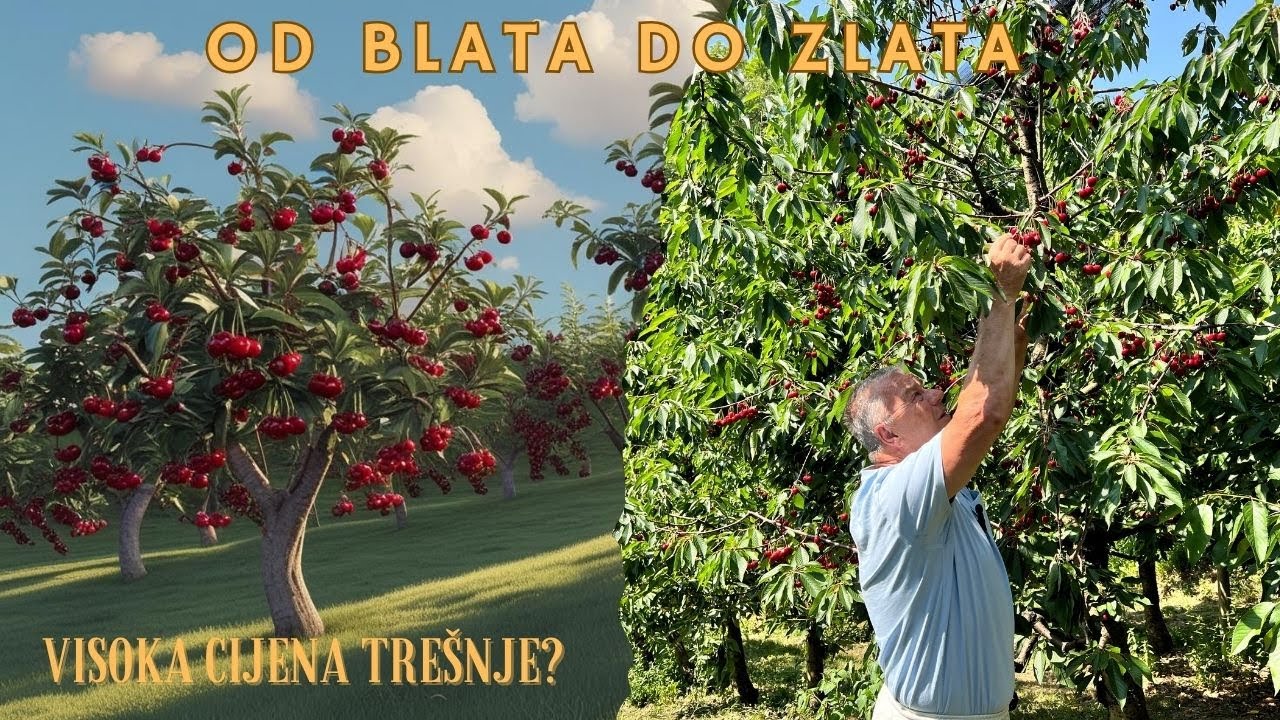 BELGIJSKA TREŠNJA u našem kraju – zašto je CIJENA ove godine REKORDNA?