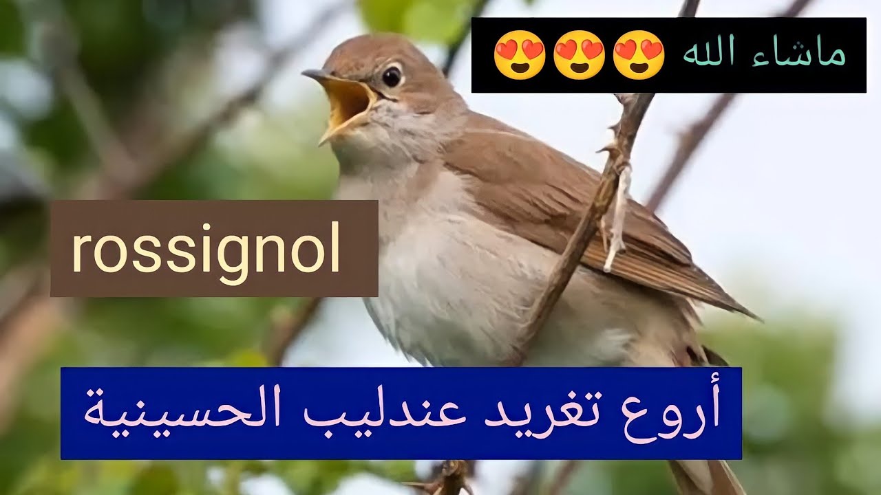 أسطورة العندليب – أقوى صوت في عالم الطيور!              |rossignol|