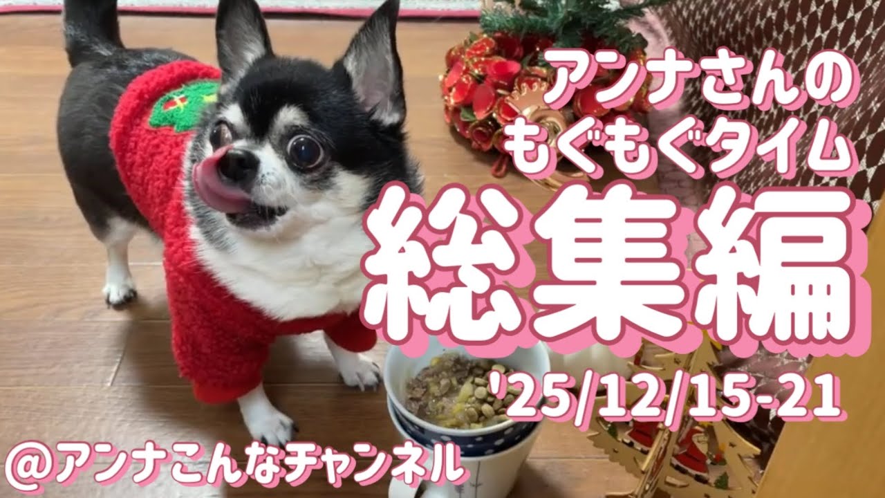 【チワワ】アンナさんのもぐもぐタイム総集編12/15-21