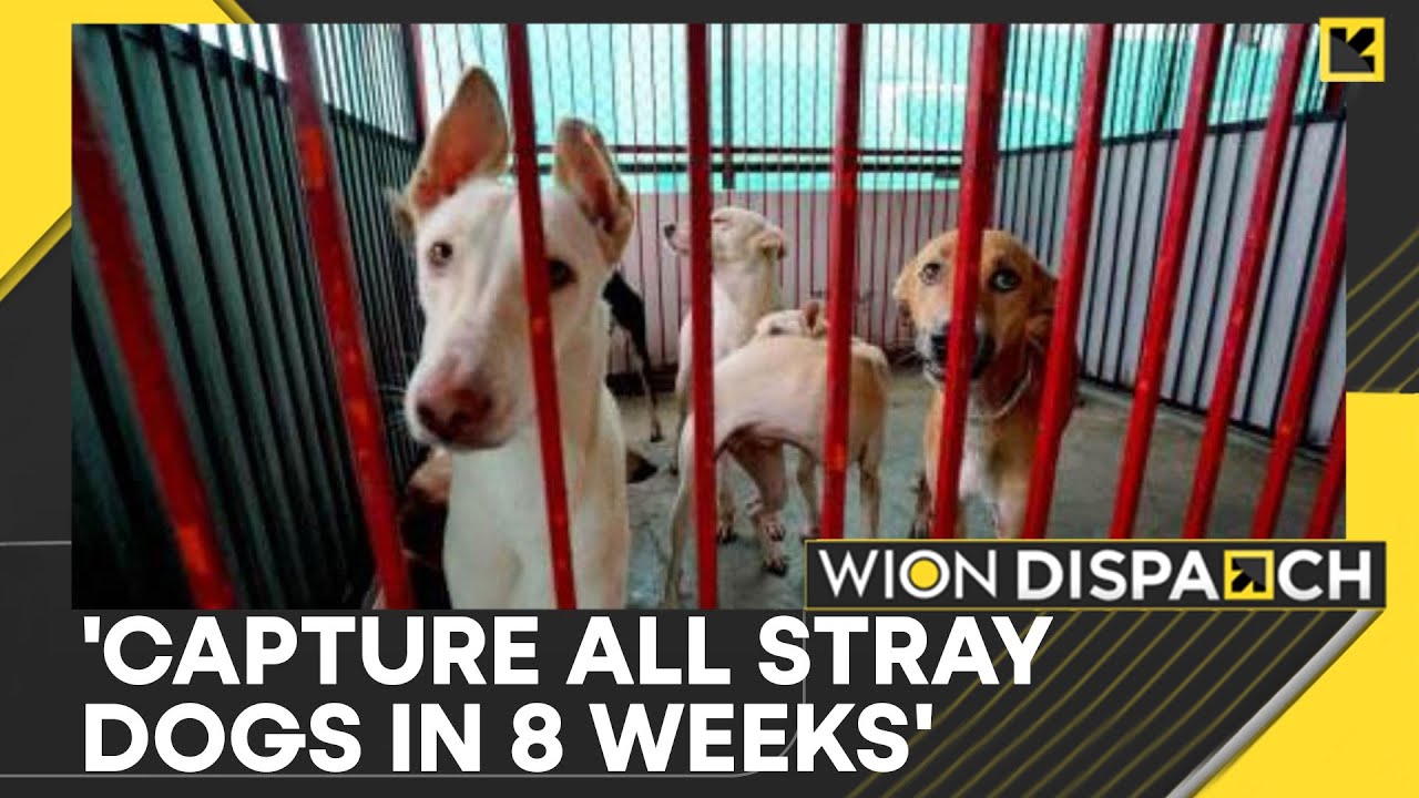 SC Orders Stray Dogs Clean-Up In Delhi-NCR | 'Move Them To Civic Shelters' | WION Dispatch