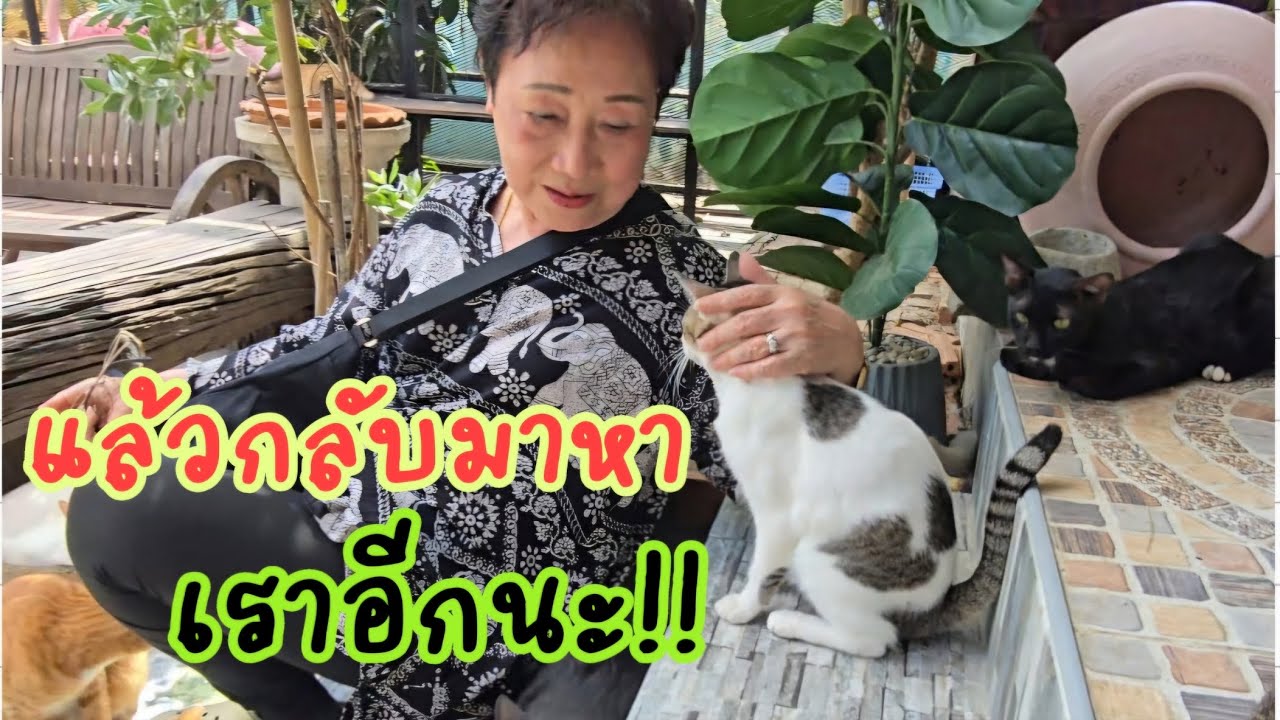 แล้วกลับมาหาเราอีกนะ!! #แมวจร #catlover #cat #ผู้กองแขกกับแมวจร Vol.2 