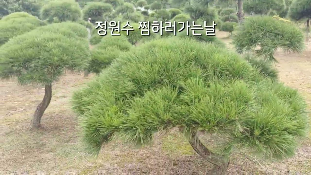 정원수 소나무가격은 얼마나할까요? 앞마당에 심을려고 찜하러갔습니다