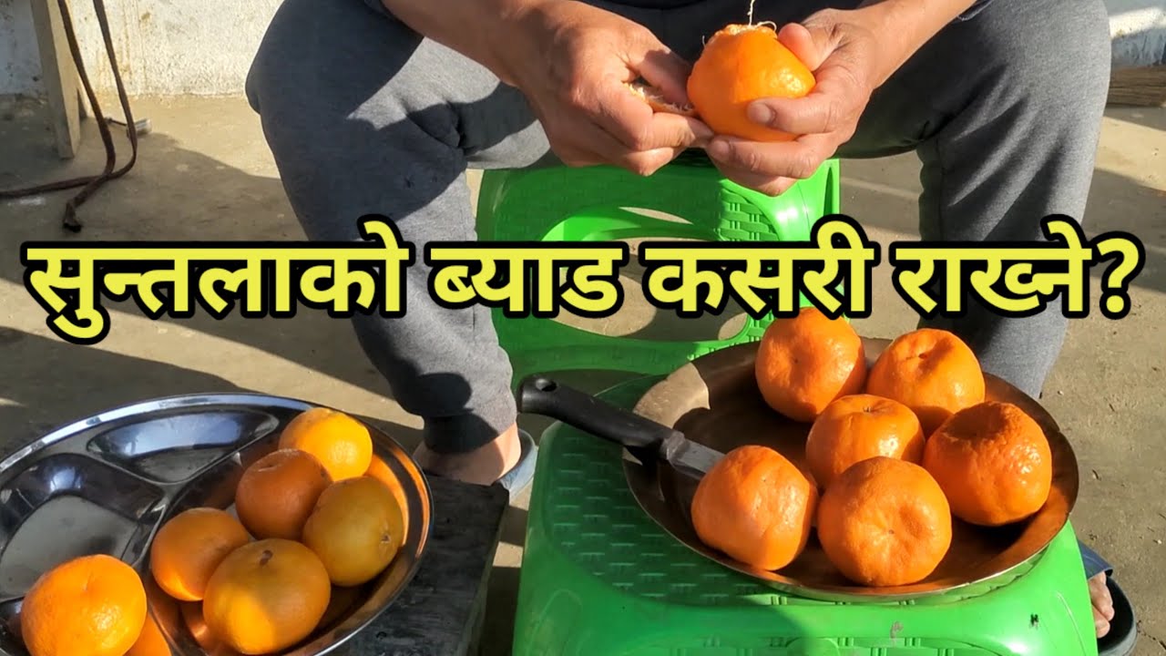 सुन्तलाको दाना कसरी उमार्ने ? How to harvest orange seeds? बेर्ना , ब्याड राख्ने सजिलो तरिका।