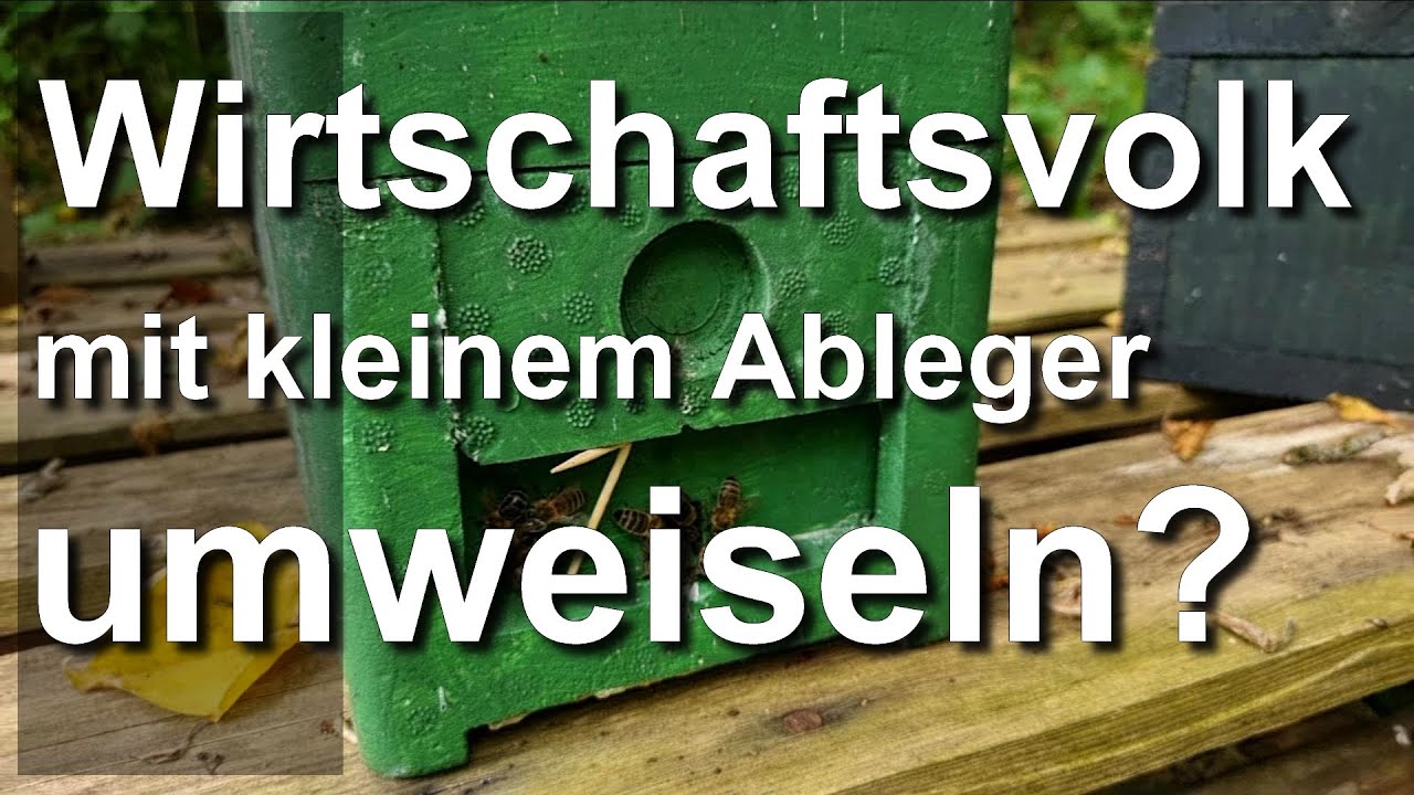 Anfängertipp: Wirtschaftsvolk mit kleinem Ableger vereinigen und umweiseln?