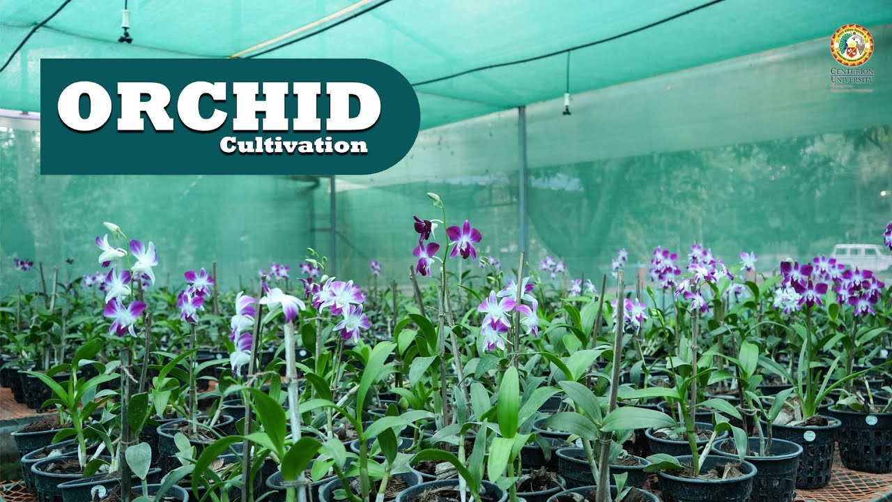 Orchids cultivation in CUTM
