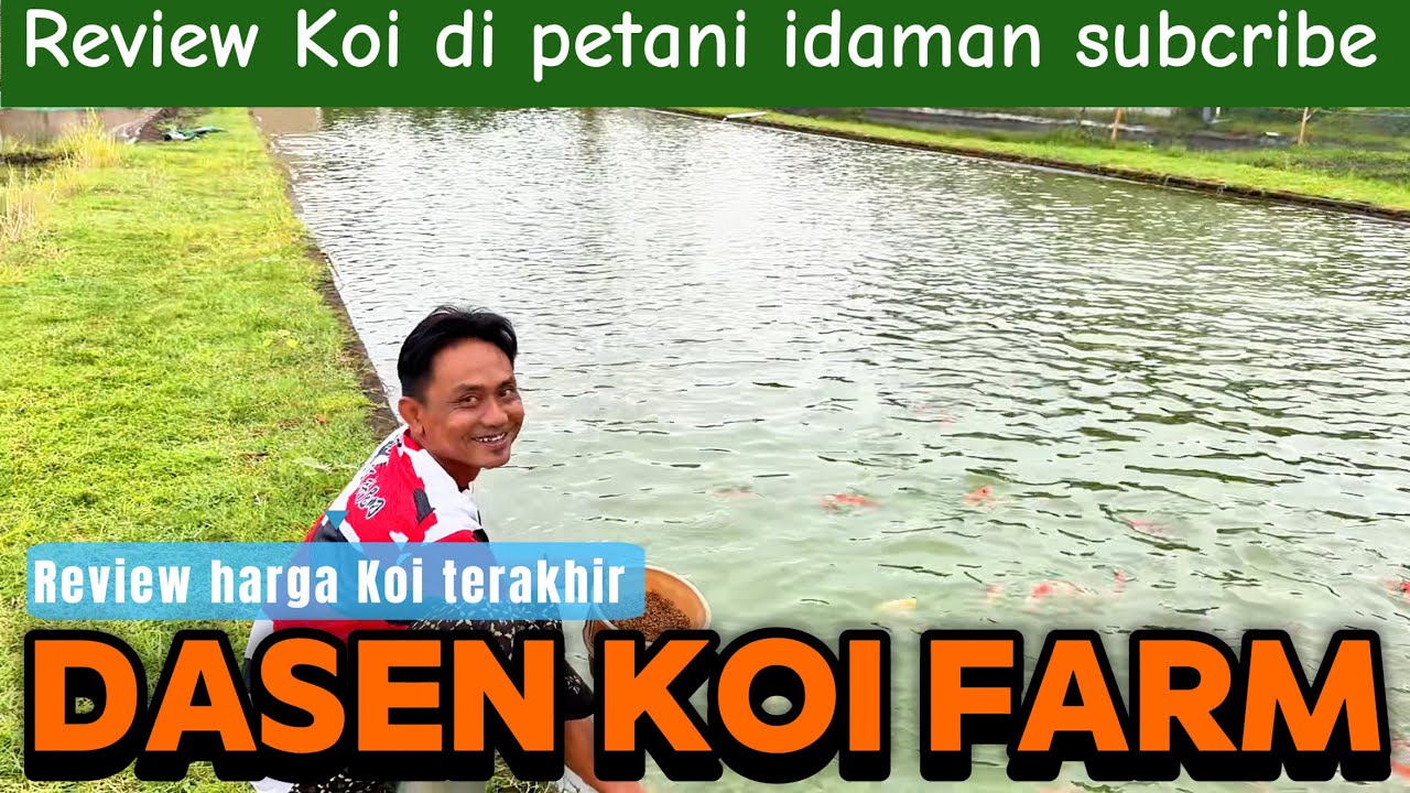 Terakhir review harga Koi di petani idaman ini‼️ada yang kualitas ciami ‼️dasen Koi farm