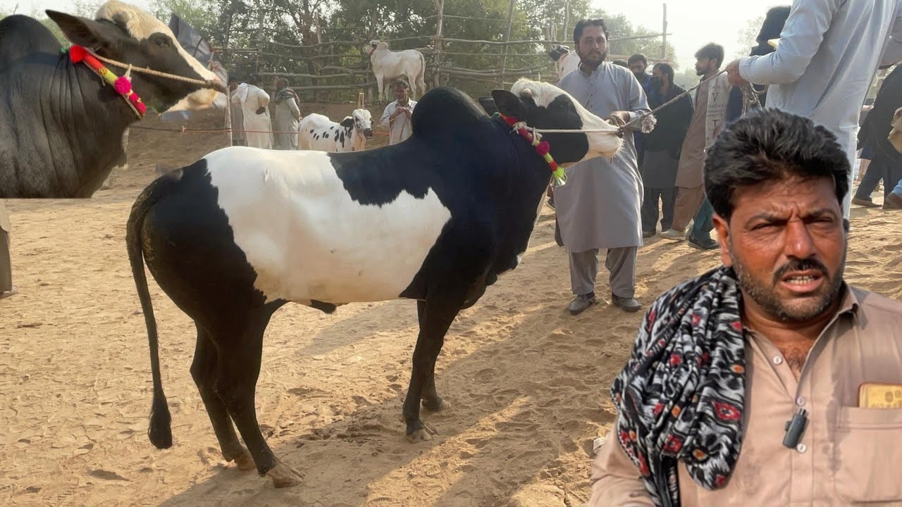 domail mandi today latest update ll taxila mandi ll fateh jangi bulls ll Jamil tv