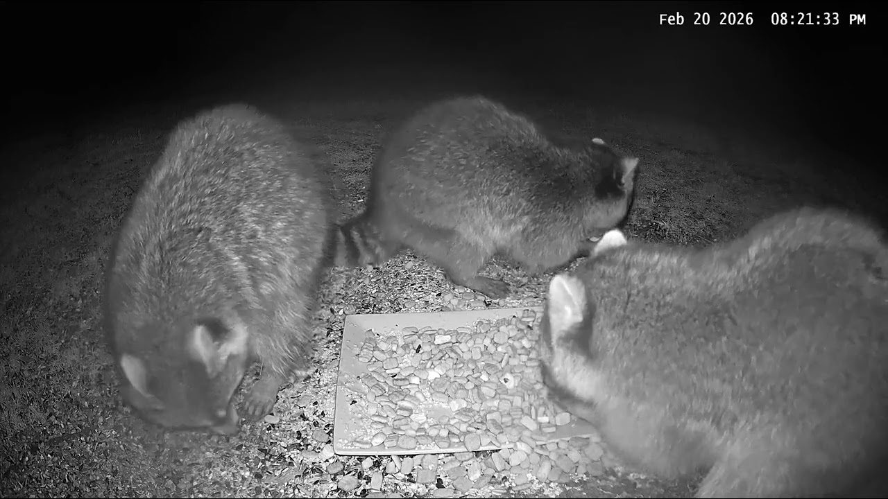 Raccoons.          #wildlife #watchingnature #wildlifevideos #unbrokenfoundation 