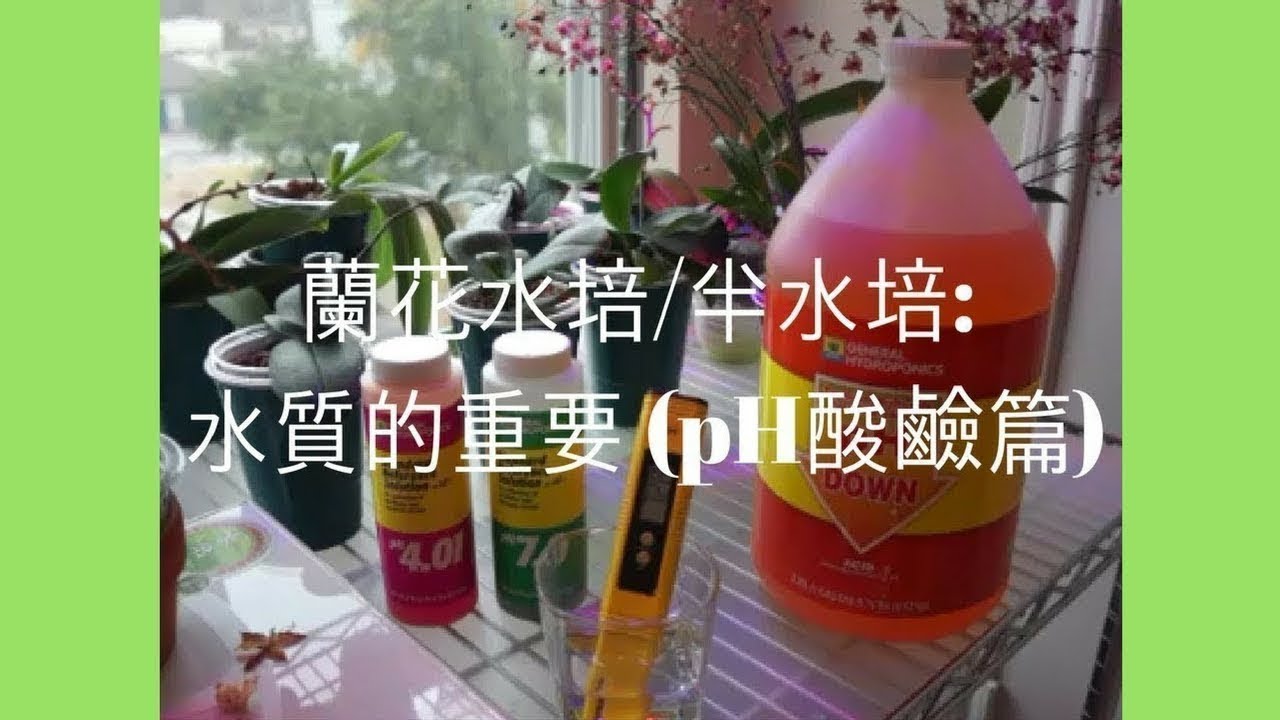 蘭花 - 種植蘭花水質的重要 | pH酸鹼篇 | 大聲版 | 蘭花種植