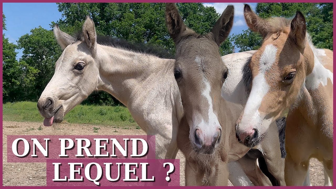ON PREND LEQUEL ? - Ils sont presque tous là !